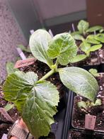 Moestuin plantjes 2026, Tuin en Terras, Ophalen, Eenjarig, Groenteplanten, Volle zon