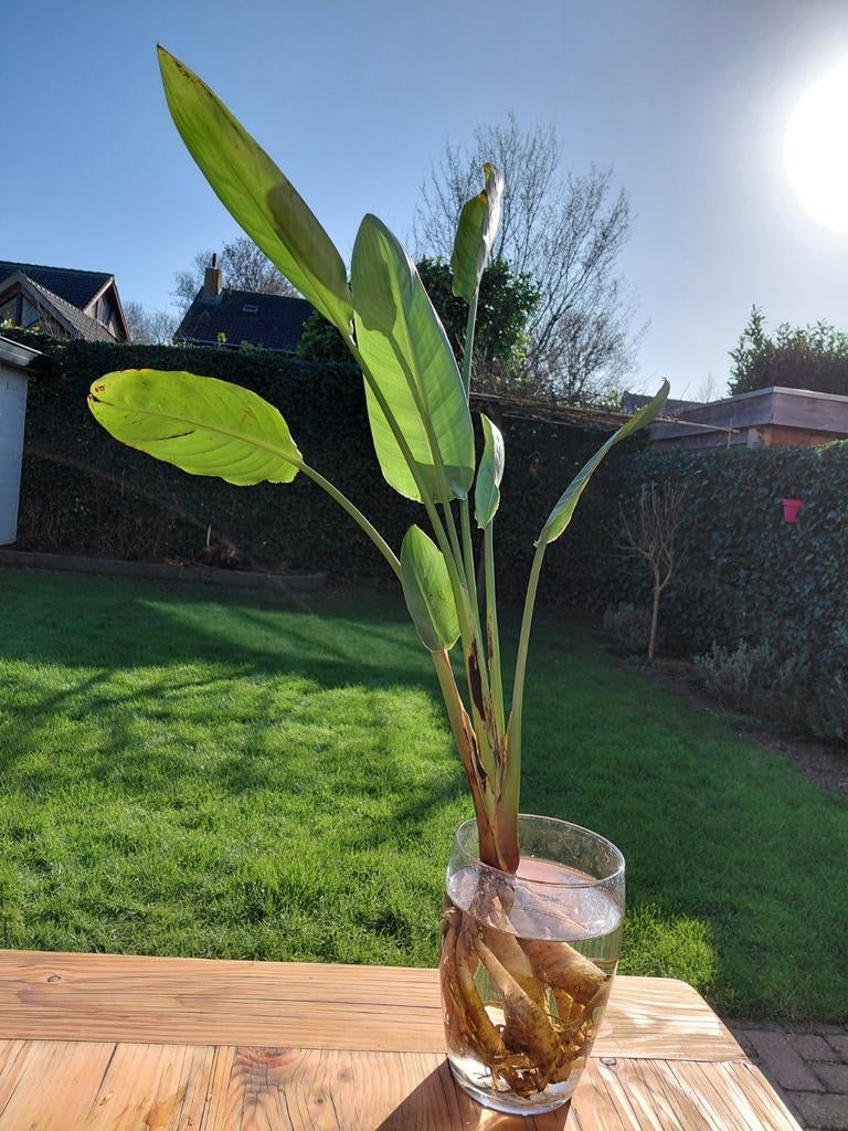 Strelitzia (paradijsvogelplant), Huis en Inrichting, Ophalen, Halfschaduw, Minder dan 100 cm