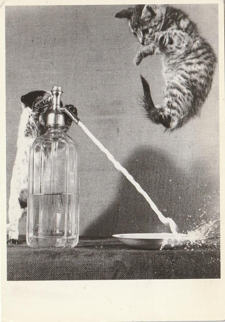 POES poezen uit 1989 ZEER MOOIE OUDE KAART Kl593, Verzenden, 1980 tot heden, Ongelopen, Overige thema's