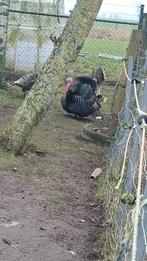 Mooie kalkoenen, Dieren en Toebehoren, Pluimvee, Mannelijk, Kalkoen