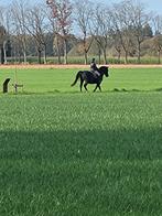 Bijrijder e pony, Ophalen, Nieuw