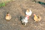 Chabo's, Dieren en Toebehoren, Pluimvee, Meerdere dieren, Kip