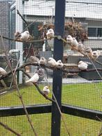 zebravinken, Ophalen, Zo goed als nieuw, Kooi-accessoires