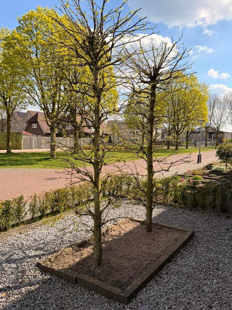 2 st. Zuilamberboom, Ophalen, Volle zon, Overige soorten