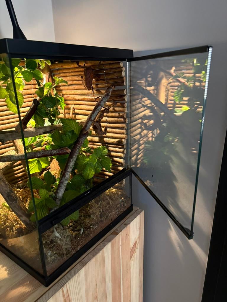 Terrarium Repto Terra Sky 30x30x42 incl. 2 flappentakken, Ophalen, Zo goed als nieuw, Terrarium of Paludarium