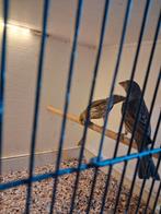 Koppel mexicaanse roodmussen, Meerdere dieren