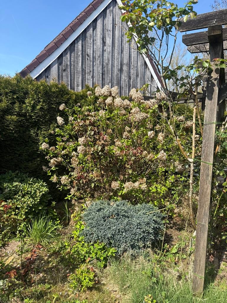 Grote Hortensia - Prachtige Tuinplant, Tuin en Terras, Planten | Tuinplanten, Vaste plant, Halfschaduw, Zomer, Ophalen