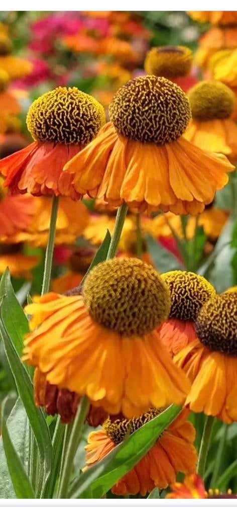 Te koop vaste plant Helenium Sahin’s Early Flowerer Zonnekru, Ophalen, Overige soorten, Volle zon