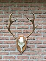 Schitterend Klein Symmetrisch Edelhert Gewei jacht hut g12, Ophalen, Zo goed als nieuw, Hert, Gewei of Kop