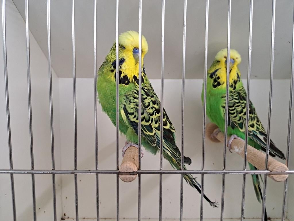 11 engelse grasparkiet mannen, Dieren en Toebehoren, Vogels | Parkieten en Papegaaien, Mannelijk, Parkiet, Geringd