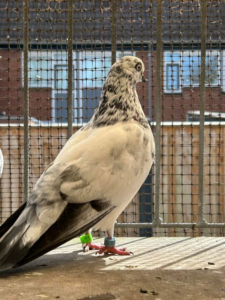 Vermist deze week, Mannelijk