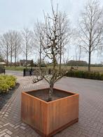 Grote Cortenstaal Bloembak met conference perenboom, Tuin en Terras, 100 cm of meer, Vierkant, Ophalen of Verzenden, Zo goed als nieuw