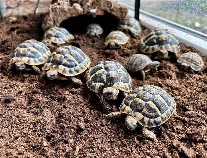 Griekse Landschildpadden, Eigen kweek 2025