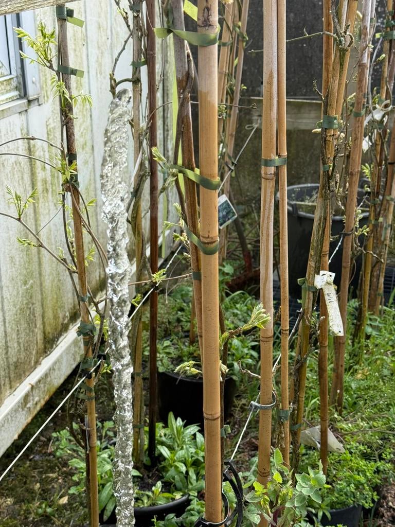 Wisterias  witte in bloemknop en grotere planten, Tuin en Terras, Planten | Tuinplanten, Ophalen, Vaste plant, Halfschaduw, Klimplanten