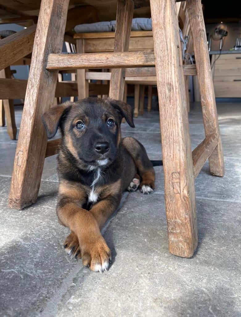 Kruising Mechelse Herder X Border Collie pups, Parvo, Overige rassen, 8 tot 15 weken, Meerdere