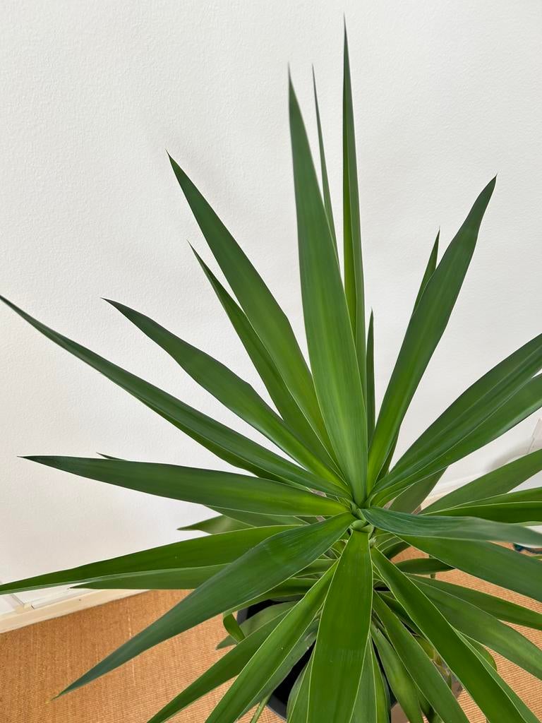 Yucca (groot) met Elho pot, Ophalen, Zo goed als nieuw, Overige maten, Zwart