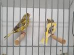 Te koop mooi koppel bonte Groenlingen, Dieren en Toebehoren, Meerdere dieren, Wildzangvogel, Geringd