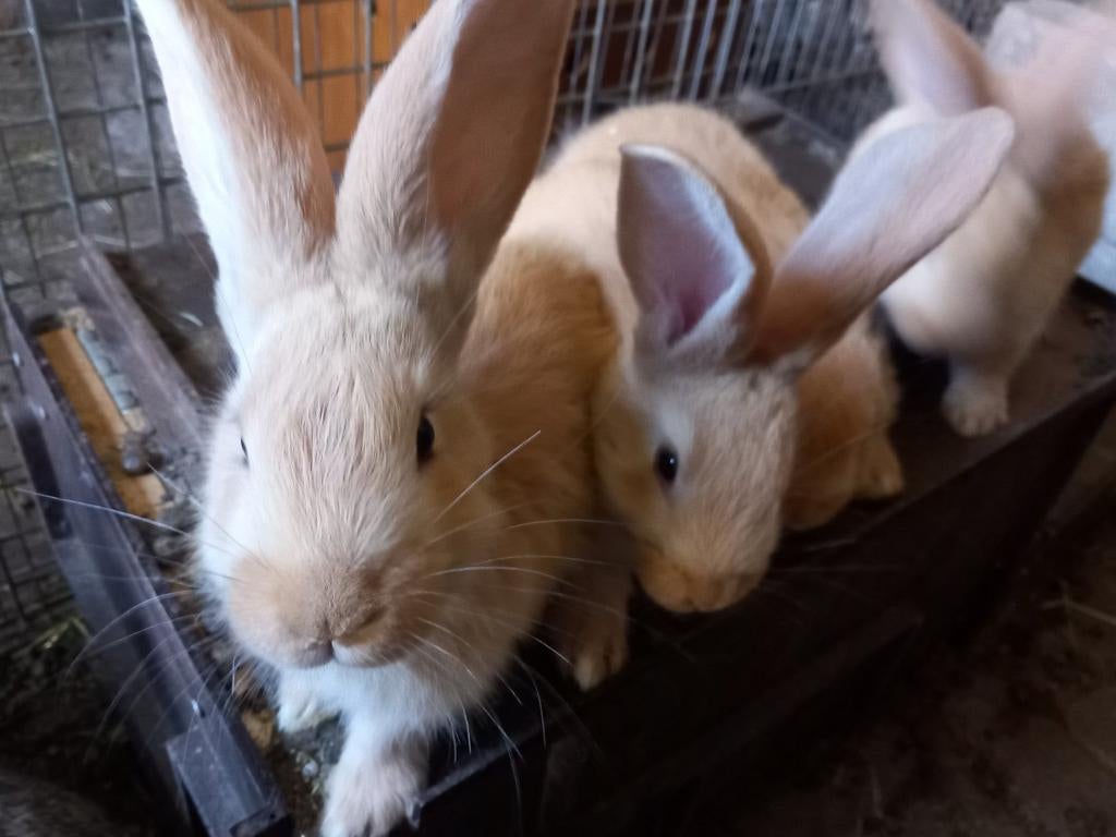 Duitse reus rammen, Mannelijk, Groot