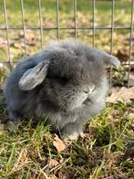 Prachtige Minilop konijntjes (eventueel met stamboom), Dieren en Toebehoren, Meerdere dieren, Dwerg, Hangoor, 0 tot 2 jaar