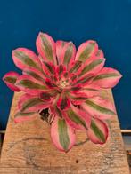 Aeonium Medusa p13 (5), Ophalen of Verzenden, Halfschaduw, Minder dan 100 cm