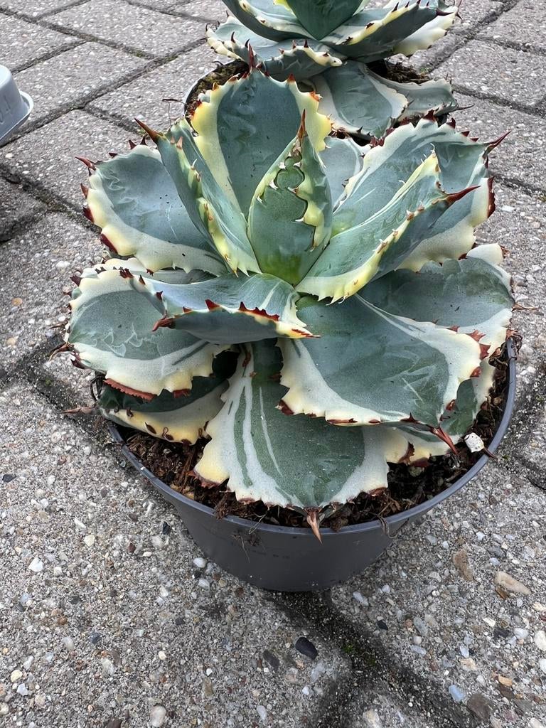 Agave potatorum vatiagata, Tuin en Terras, Planten | Tuinplanten, Ophalen of Verzenden, Bloeit niet, Overige soorten, Volle zon