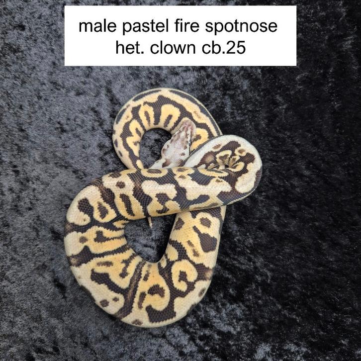 pastel fire spotnose het. clown nk25 Ball Python - male for sale from Roundhog serpents