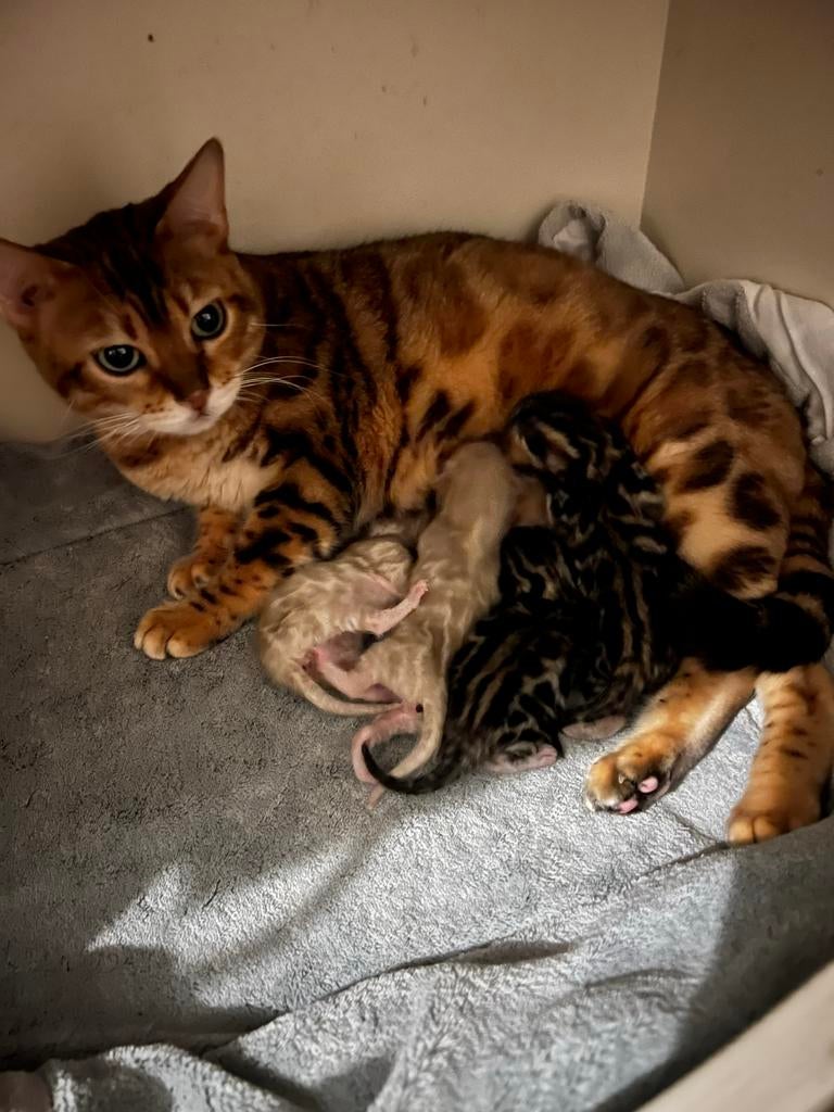 Bengaal kittens met stamboom, Dieren en Toebehoren, Katten en Kittens | Raskatten | Korthaar, Meerdere dieren, Ingeënt
