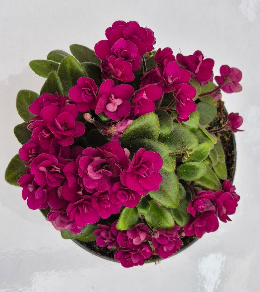 Saintpaulia Trailing Mini Red p12 (1), Ophalen of Verzenden, Halfschaduw, Minder dan 100 cm
