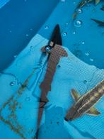 Baeri steur 60-70 cm desgewenst bezorgd aan huis, Steur