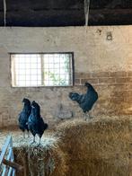 Ayam Cemani hanen, Mannelijk, Kip