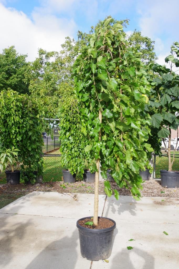 morus alba pendula treurvorm moerbei boom, Tuin en Terras, Planten | Bomen, Overige soorten, Volle zon, In pot, Ophalen