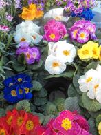 primula's, Tuin en Terras, Planten | Tuinplanten, Overige soorten, Eenjarig, Ophalen of Verzenden, Halfschaduw