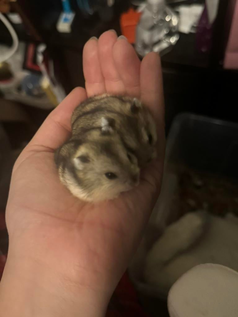 Baby Dwerghamsters, Dieren en Toebehoren, Knaagdieren, Hamster, Maart, Geslacht onbekend, Tam