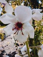 Zaden Mottenkruid wit - Verbascum blattaria f. albiflorum, Verzenden, Voorjaar, Volle zon, Zaad