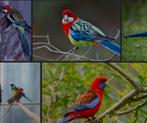 Ben op zoek naar een man rosella voor een pracht rosela pop, Mannelijk, Parkiet