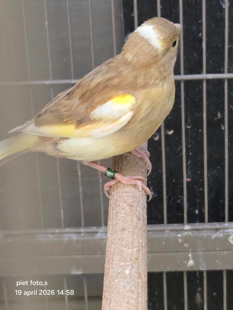 jonge kanaries 2026, Dieren en Toebehoren, Vogels | Kanaries, Geslacht onbekend, Zangkanarie