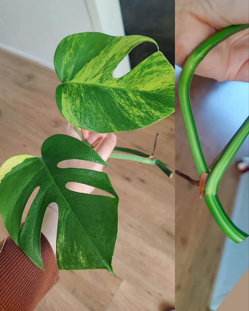 Monstera Aurea yellow variegata kopstek, Huis en Inrichting, Kamerplanten, Ophalen, Halfschaduw, Minder dan 100 cm