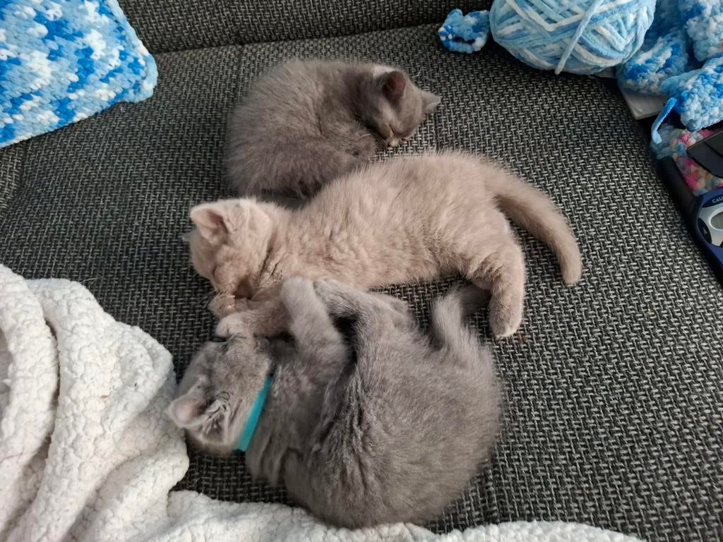 Britse korthaar kitten, Dieren en Toebehoren, Katten en Kittens | Raskatten | Korthaar, Kater, Gechipt, 0 tot 2 jaar