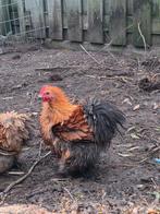 Broedeieren Cochin Kans op krulveer - hobbyfok, Dieren en Toebehoren, Geslacht onbekend, Kip