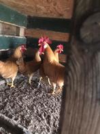 Broedeieren leghorn kriel buff, Geslacht onbekend, Kip