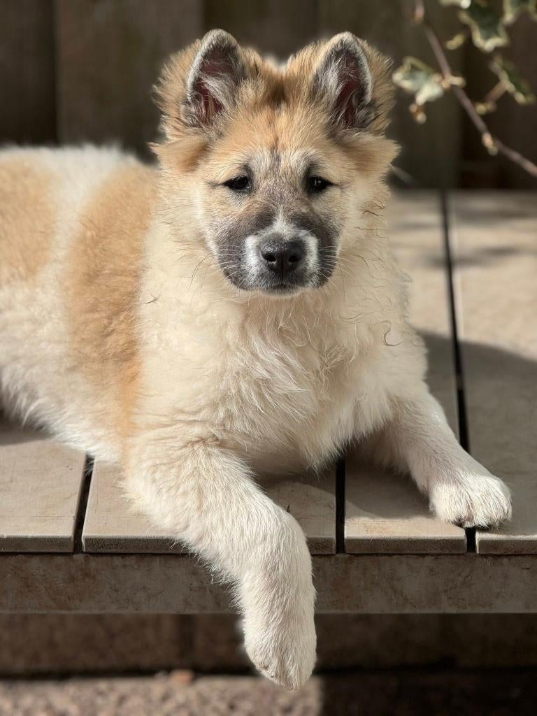 Thai Bangkaew teefje, Dieren en Toebehoren, Honden | Poolhonden, Keeshonden en Oertypen, 15 weken tot 1 jaar, Overige rassen, Teef