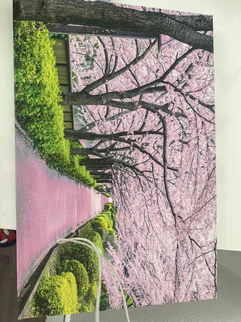 Schilderij Japanse Kersenbloesem - Roze Bloemenpad, Huis en Inrichting, Woonaccessoires | Schilderijen, Tekeningen en Foto's, Ophalen of Verzenden