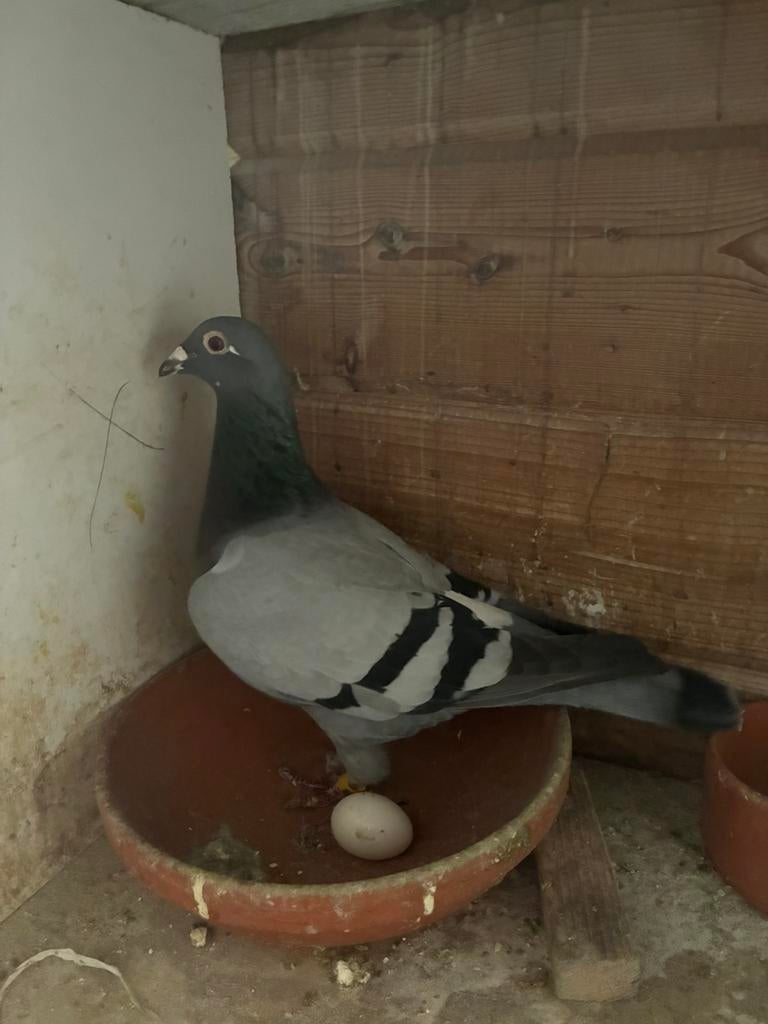 Postduiven duivin Ruud Nijssen, Dieren en Toebehoren, Vogels | Duiven, Vrouwelijk, Postduif