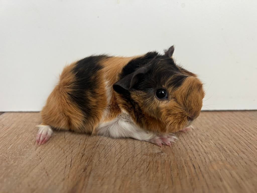Peruvian cavia broertje en zusje choco buff wit, Dieren en Toebehoren, Cavia, April, Meerdere dieren, Tam