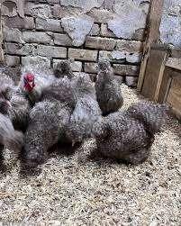 KOEKOEK......Zijdehoen kippen [gestreepte kleur], Dieren en Toebehoren, Pluimvee, Kip, Vrouwelijk