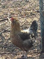 Mooie groenlegger hen te koop, Dieren en Toebehoren, Pluimvee, Vrouwelijk, Kip