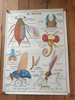 Vintage MDI schoolplaat Ongewervelde dieren / de Insekten, Ophalen of Verzenden, Natuur en Biologie