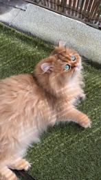 Schattige Britse kittens, Kater