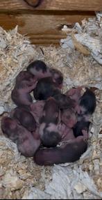 Jonge syrische hamsters / goudhamsters te koop., Dieren en Toebehoren, Knaagdieren, Hamster, Maart, Meerdere dieren, Tam
