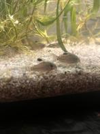 Corydora Trillineatus, Dieren en Toebehoren, Vis